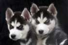 Siberian husky puppies close-up Art Print